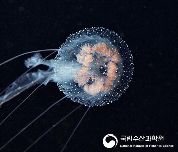 우리나라 근해에서 발견되는 해파리 8종